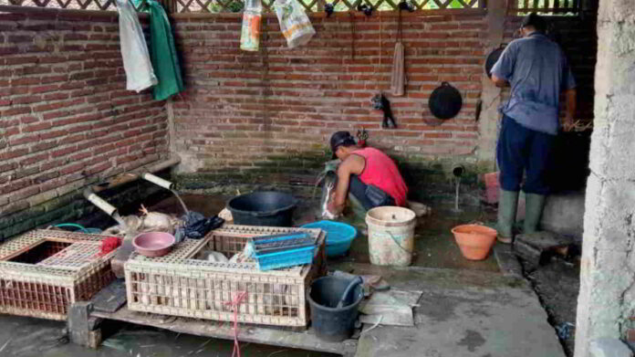 Harga Jual Daging Ayam