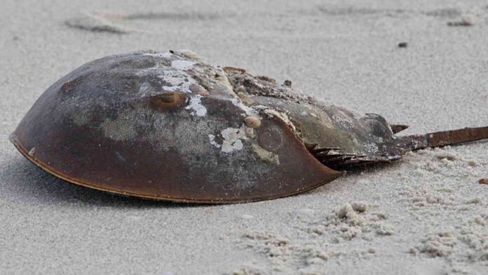 Kepiting Tapal Kuda