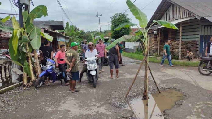 Tanam pisang di jalan