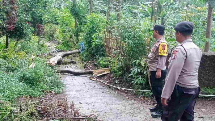 Warga tertimpa pohon