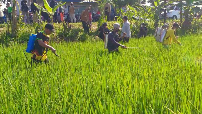 Petani Sidaharja Ciamis semprot massal basmi hama wereng