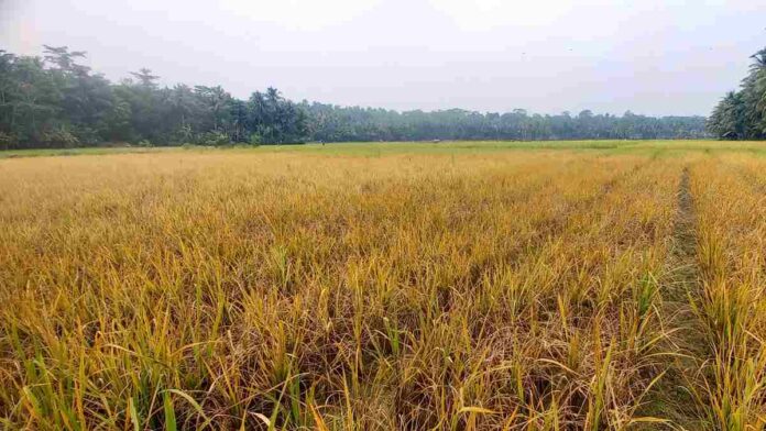 Wereng Serang Tanaman Padi, Ribuan Hektare Sawah di Pangandaran Terancam Gagal Panen