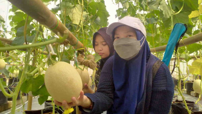 Asyiknya Menikmati Panen Melon Sweet Net 9 di Galbarman Farm Kota Banjar, Sensasinya Bikin Nagih