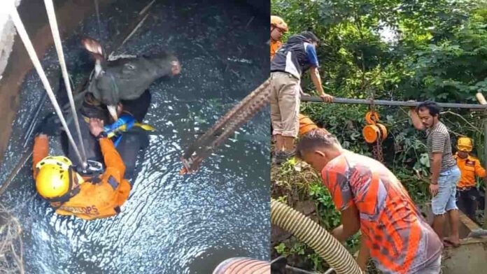 BPBD Ciamis Selamatkan Sapi yang Terperosok ke Sumur Sedalam 6 Meter
