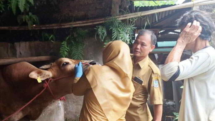 Kesehatan Hewan Kurban