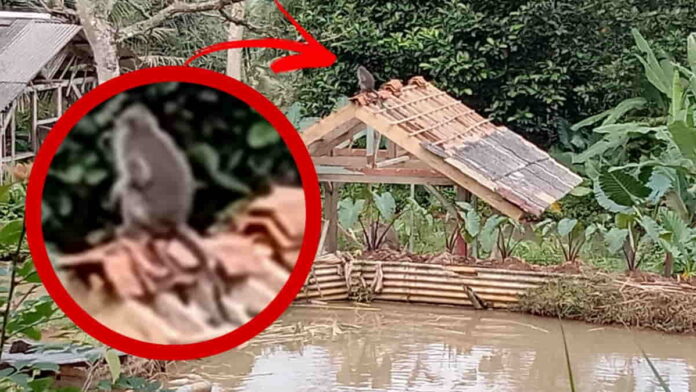 Kawanan monyet berkeliaran di pemukiman warga Ciamis
