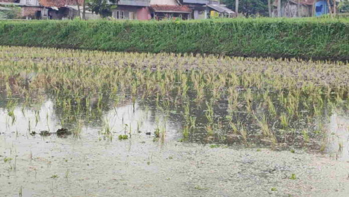 Petani di Tasikmalaya Menjerit, Puluhan Hektar Lahan Sawahnya Diserang Wereng
