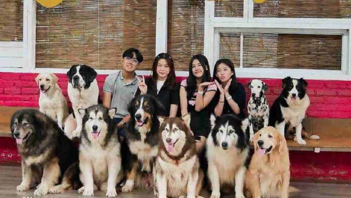 Rumah Guguk Bandung, Tempat Rekreasinya Penggemar Anabul