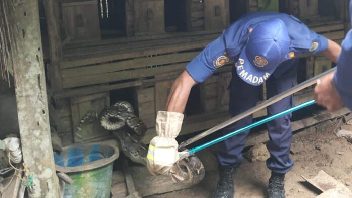 Ular piton mangsa ayam di Pamarican Ciamis