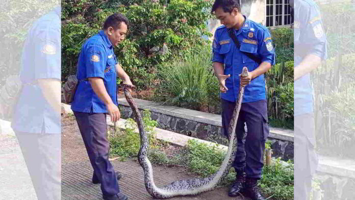 Ular Sanca Kembang Mangsa Dua Ekor Bebek Milik Warga di Kota Banjar