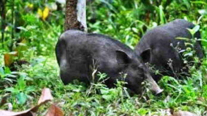 Babi Hutan dari Gunung Sawal