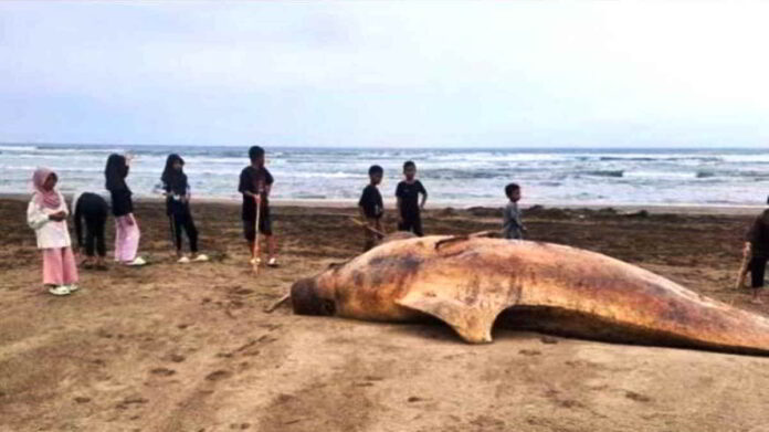 Pantai Lebak Selatan
