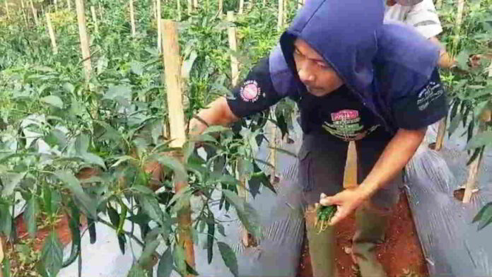 Panen Perdana Cabe