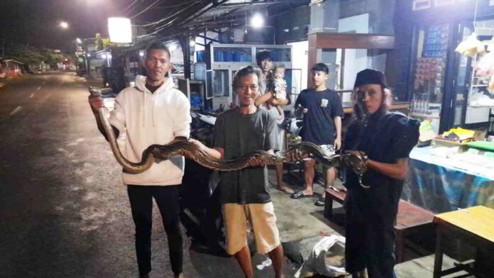 Kemunculan Ular Sanca Kembang