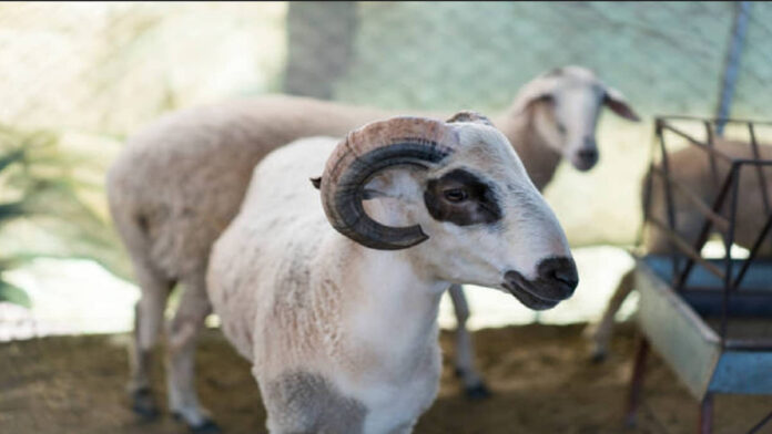 Ayat Al Quran Tentang Qurban, Dasar Hukum Perintah Allah SWT