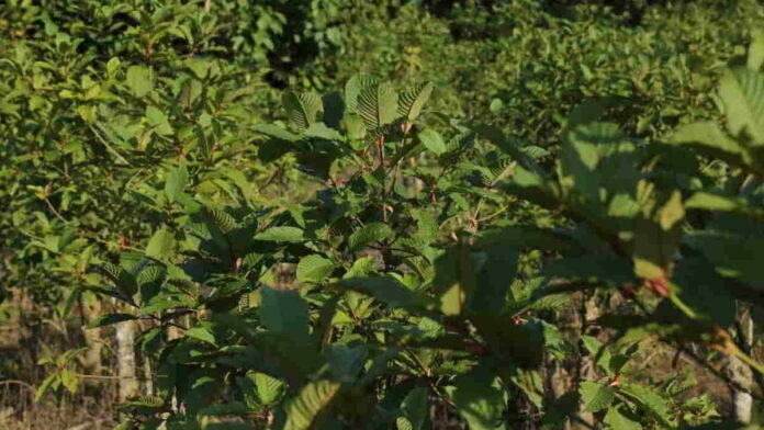 Cara Menanam Kratom Sebagai Lahan Bisnis yang Menjanjikan