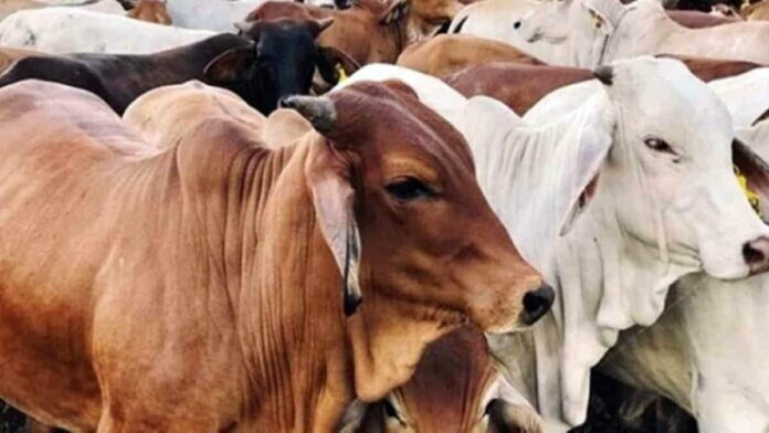 daging kurban jangan pakai kantong kresek