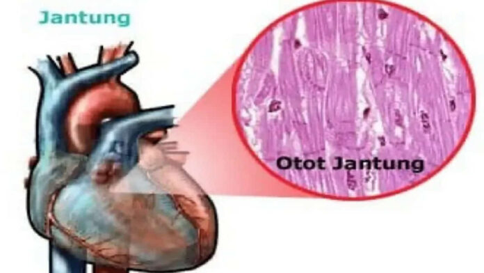Fungsi Otot Papiler pada Jantung Manusia dan Anatominya