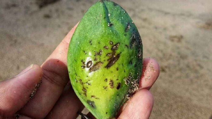 Manfaat Buah Ketapang