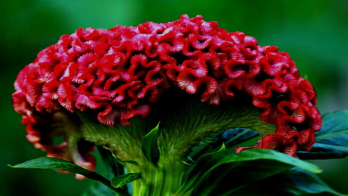 Manfaat Bunga Celosia untuk Kesehatan Tubuh Manusia