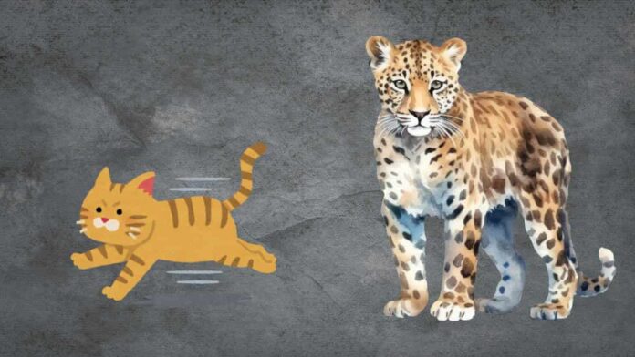 Mangsa Macan Tutul