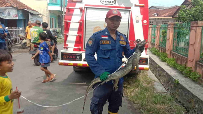 Masuk Rumah Warga, Seekor Biawak Ditangkap Petugas Damkar Banjarsari Ciamis