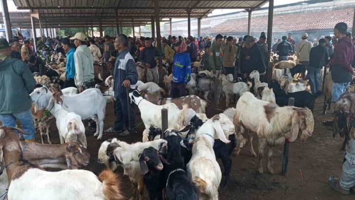 Pasar domba di Garut, Jawa Barat diserbu pembeli