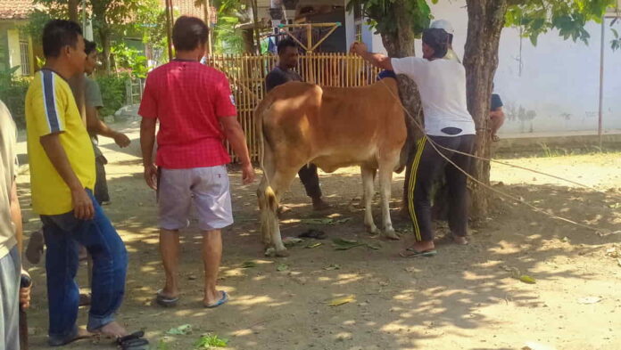 Pasien ODGJ Yayasan Al-Mubarroq Ciamis Laksanakan Kurban