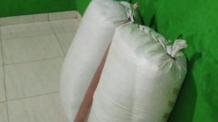 Pemuda Curi gabah