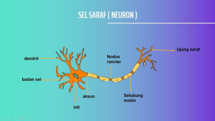 Sel Saraf Neuron, Pengertian, Fungsi dan Strukturnya