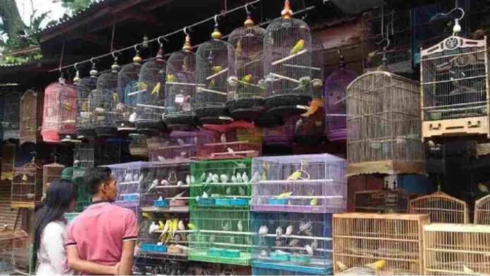 Bisnis Jual Beli Burung Agar Berhasil, Begini Tips Memulainya