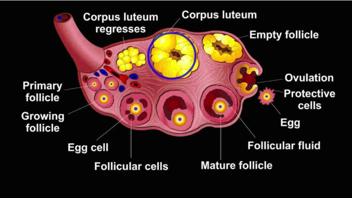 Fungsi Korpus Luteum pada Organ Reproduksi Wanita