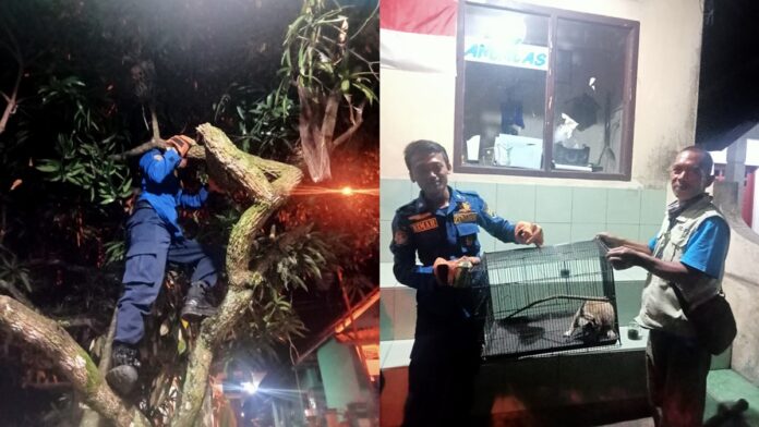Kukang Masuk Pemukiman di Kawali Ciamis