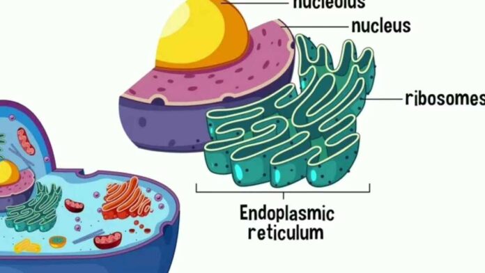 Mekanisme Sistem Endomembran