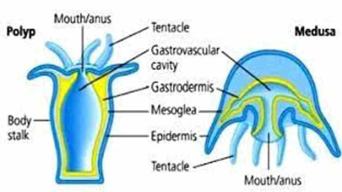 Perbedaan Polip dan Medusa, Makhluk Laut yang Unik
