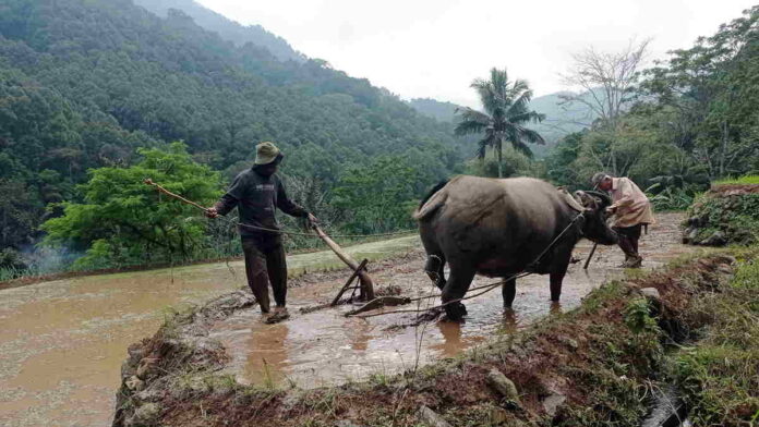 Pertahankan Warisan, Bajak Sawah Pakai Tenaga Kerbau Masih Ada di Ciamis