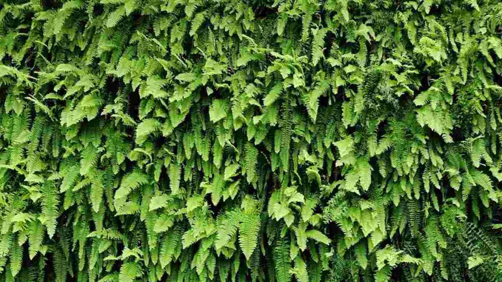 Tanaman untuk Vertical Garden