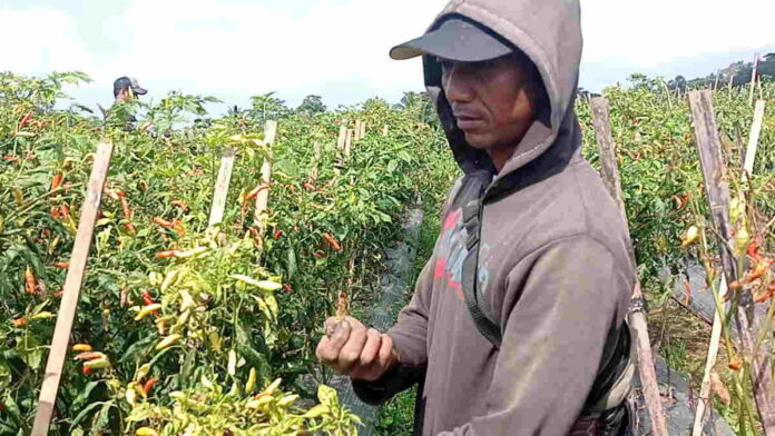 Terserang Patek, Petani Cabai di Cihaurbeuti Ciamis Merugi