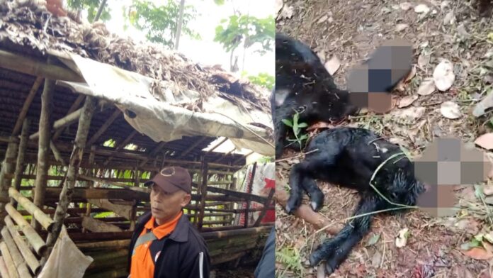 Anjing Liar Mangsa Hewan Ternak di Pangandaran