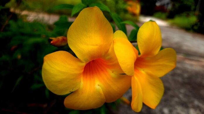 Bagian Bunga Alamanda, Kelopak hingga Bakal Biji