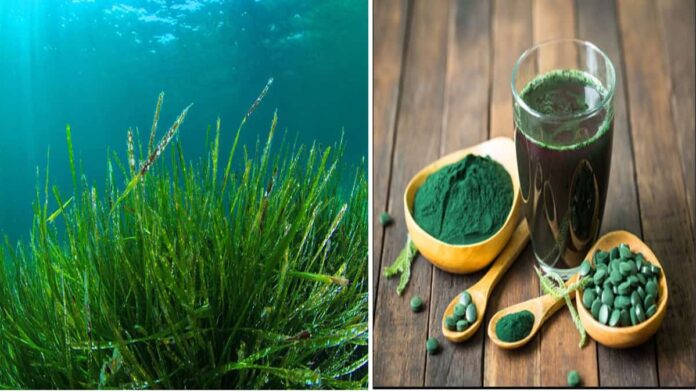 Budidaya Spirulina Air Tawar Jadi Bisnis Menguntungkan