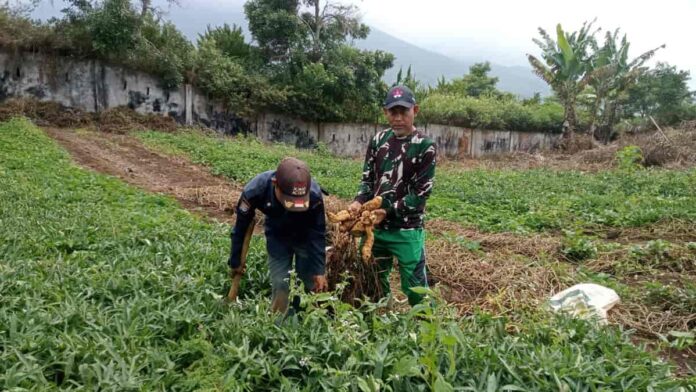 Budidaya Ubi Cilembu, Peluang Usaha yang Menjanjikan