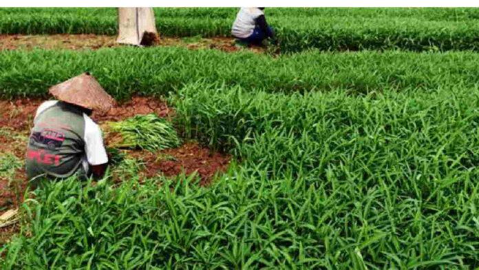 Cara Budidaya Kangkung Darat untuk Lahan Bisnis Rumahan