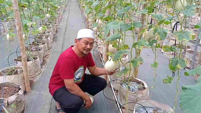 Melihat Pesantren di Ciamis yang Sukses Budi Daya Melon Premium