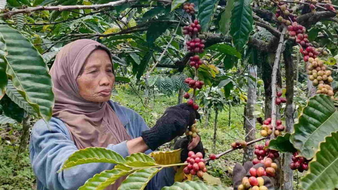 Panen Kopi di Desa Sukawening Ciamis Diperkirakan Capai 33 Ton