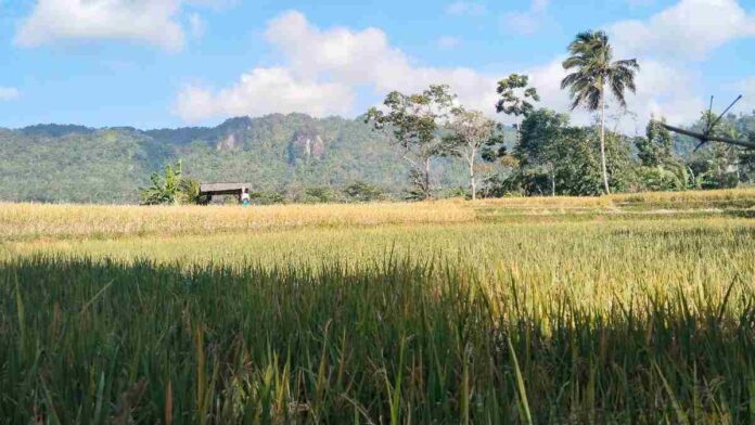 Panen dampak kemarau