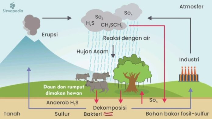 Pengertian Daur Sulfur dan Manfaatnya Bagi Lingkungan