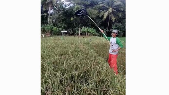 Petani Imbanagara Ciamis Gagal Panen
