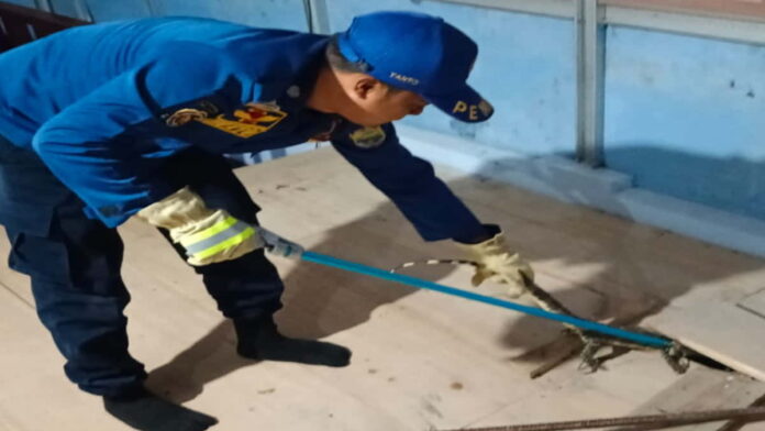Biawak yang sembunyi di bawah lantai rumah warga Rancah Ciamis
