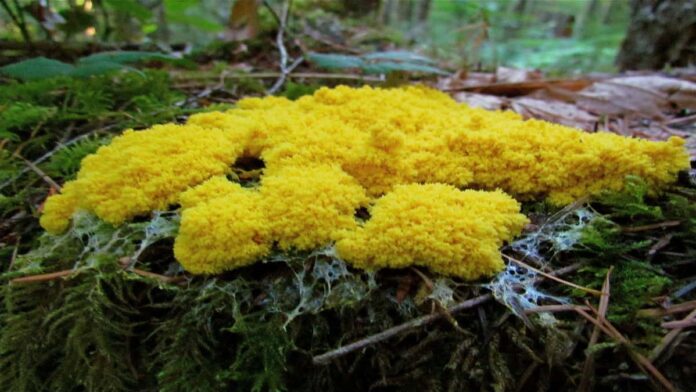 Protista Mirip Jamur Lengkap dengan Ciri dan Klasifikasinya
